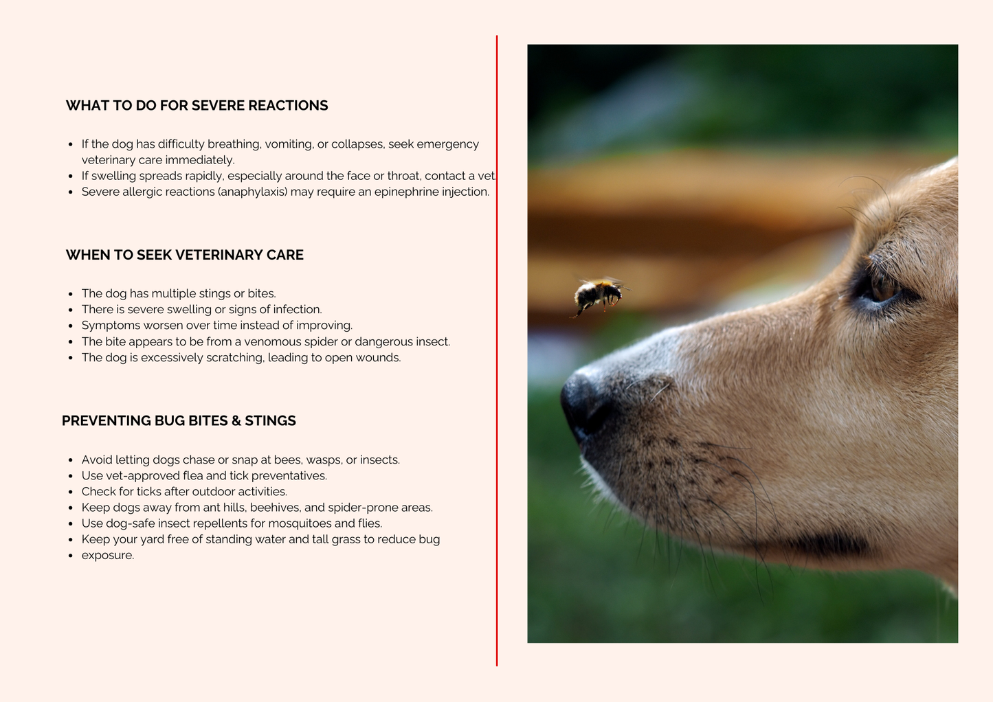 PAW-TROL: THE ULTIMATE FIRST AID GUIDE FOR DOGS